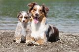 BERGER AUSTRALIEN - ADULT & PUPPY 011